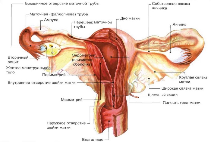 Задержка месячных