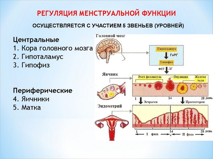 Задержка месячных